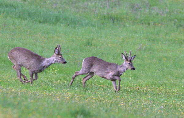 Il Capriolo